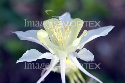 Flower royalty free stock image #195372374