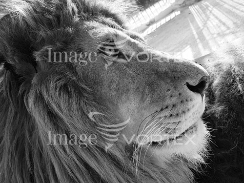 Animal / wildlife royalty free stock image #195595207