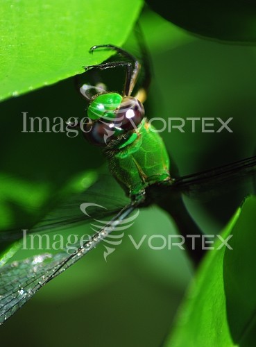 Insect / spider royalty free stock image #196052829
