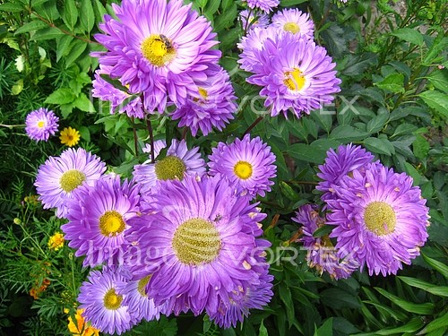Flower royalty free stock image #198117146