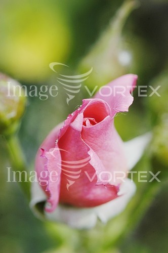 Flower royalty free stock image #198777776
