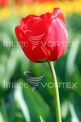 Flower royalty free stock image #198669862