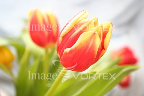 Flower royalty free stock image #201476462