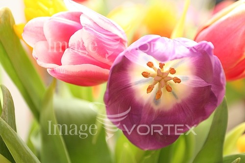 Flower royalty free stock image #201552883