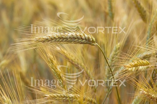 Industry / agriculture royalty free stock image #201127032