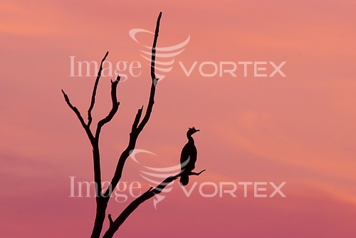 Bird royalty free stock image #202261500