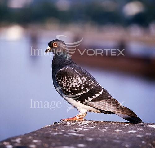 Bird royalty free stock image #202244838