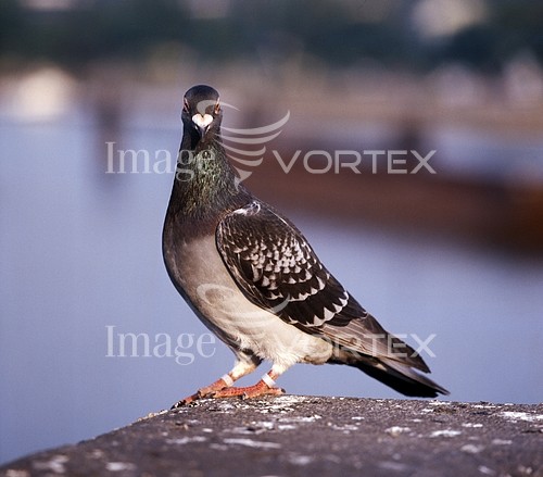 Bird royalty free stock image #202261572