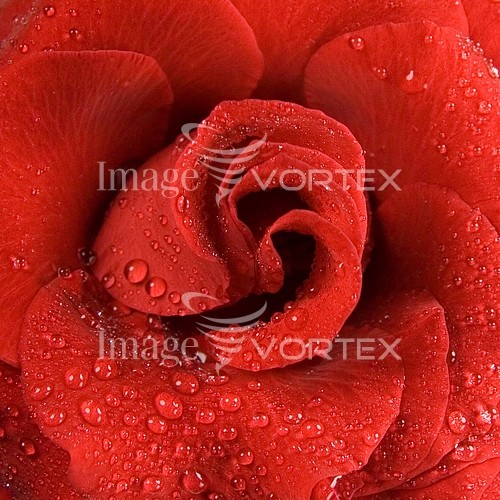 Flower royalty free stock image #202461588