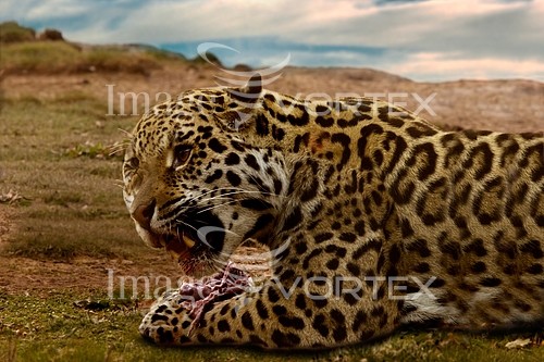 Animal / wildlife royalty free stock image #203530527