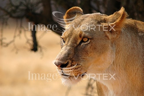 Animal / wildlife royalty free stock image #203356984