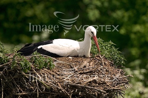 Bird royalty free stock image #203525162