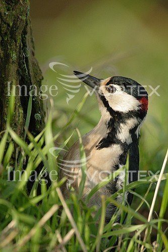 Bird royalty free stock image #204891994