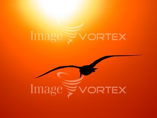 Bird royalty free stock image #205458777