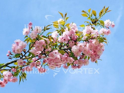 Flower royalty free stock image #205142908