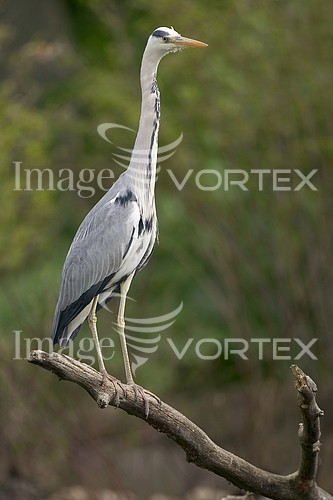 Bird royalty free stock image #205422068