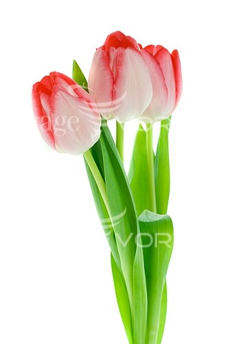 Flower royalty free stock image #205227500