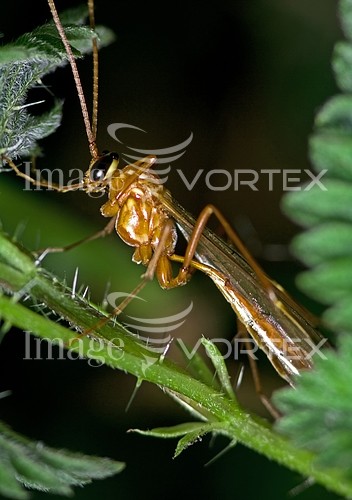 Insect / spider royalty free stock image #205329998