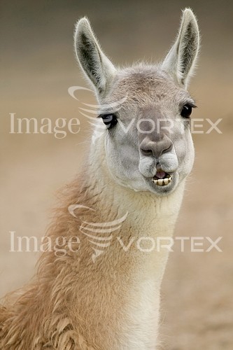 Animal / wildlife royalty free stock image #205066356