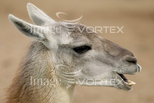 Animal / wildlife royalty free stock image #205127423