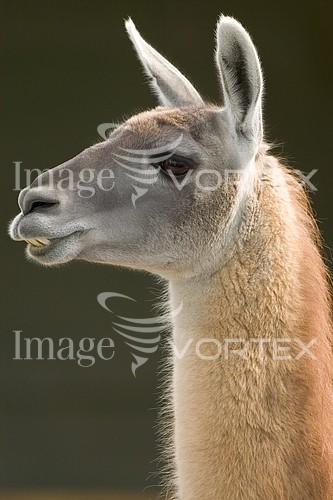 Animal / wildlife royalty free stock image #205266356