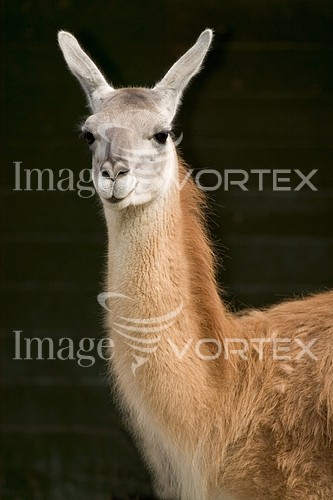 Animal / wildlife royalty free stock image #205327423