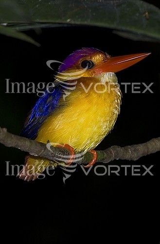 Bird royalty free stock image #205904912