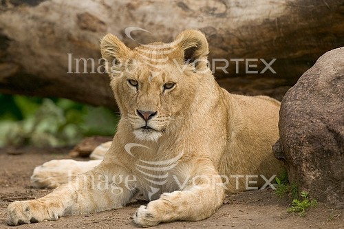 Animal / wildlife royalty free stock image #205827423