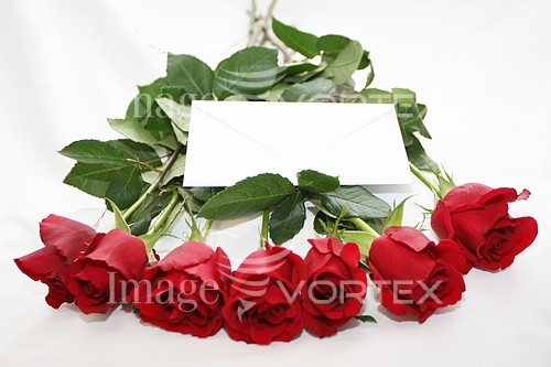 Flower royalty free stock image #205304865