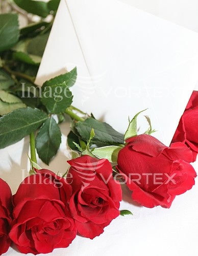 Flower royalty free stock image #205312473