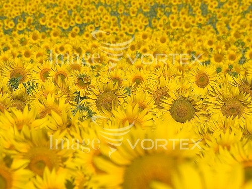 Flower royalty free stock image #205653150