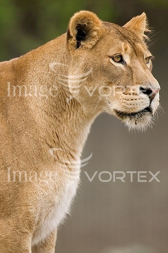 Animal / wildlife royalty free stock image #206027460