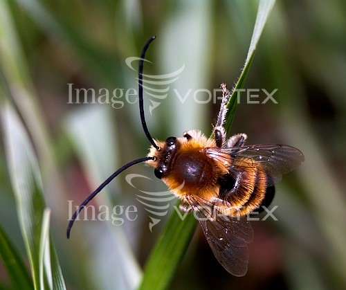 Insect / spider royalty free stock image #207681947