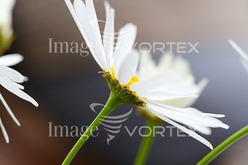 Flower royalty free stock image #207496880