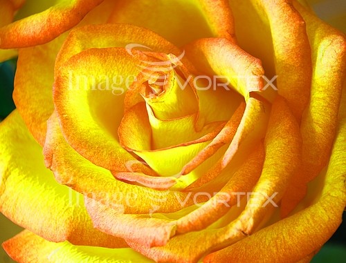 Flower royalty free stock image #207525558