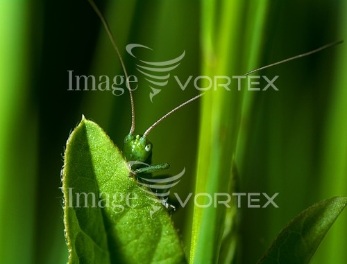 Insect / spider royalty free stock image #207693802