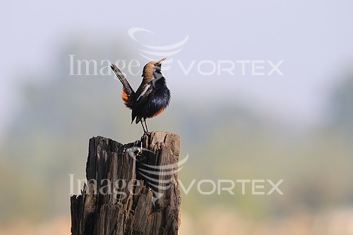 Bird royalty free stock image #208325647