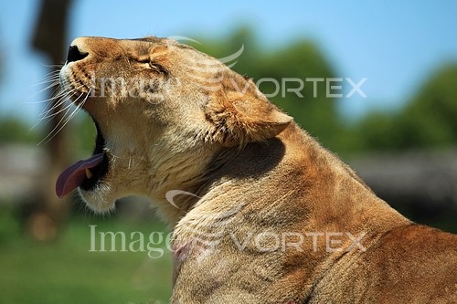 Animal / wildlife royalty free stock image #208455274
