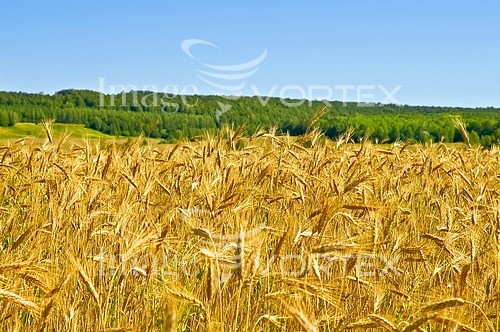 Industry / agriculture royalty free stock image #209602759