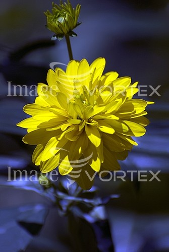Flower royalty free stock image #209534723