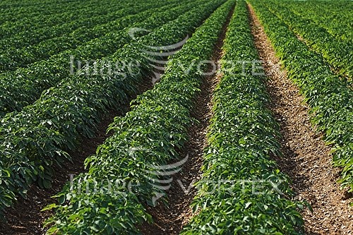 Industry / agriculture royalty free stock image #210527849