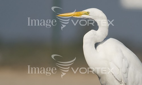 Bird royalty free stock image #211389708