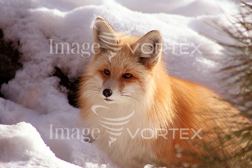 Animal / wildlife royalty free stock image #211253251