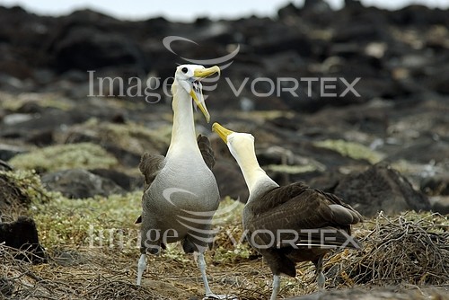 Bird royalty free stock image #212037552