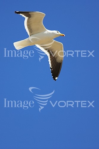 Bird royalty free stock image #212421129
