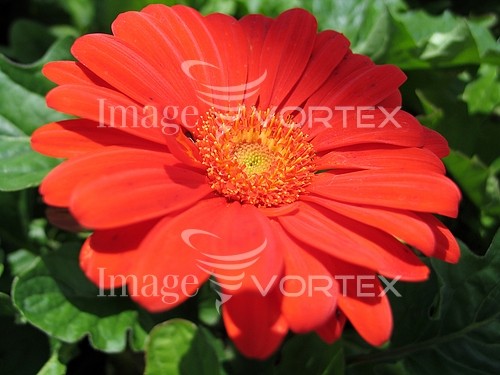 Flower royalty free stock image #213917066