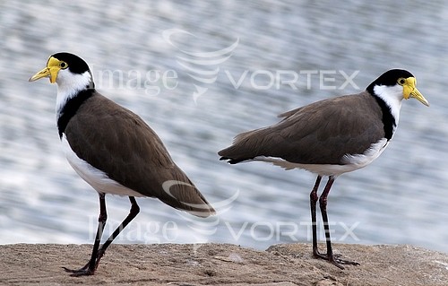 Bird royalty free stock image #213508463