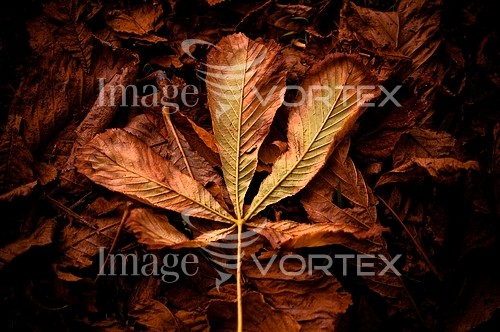 Nature / landscape royalty free stock image #213898208