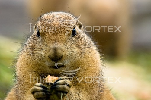 Animal / wildlife royalty free stock image #213579029