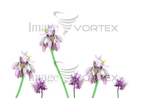 Flower royalty free stock image #213176917